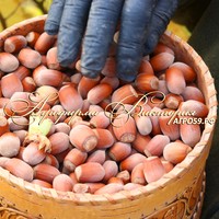 Фундук СЕВЕРНЫЙ 9 Фундук СЕВЕРНЫЙ 9